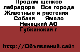 Продам щенков лабрадора - Все города Животные и растения » Собаки   . Ямало-Ненецкий АО,Губкинский г.